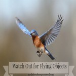 Watch Out for Flying Objects