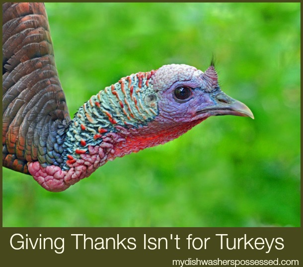 giving thanks isn't for turkeys
