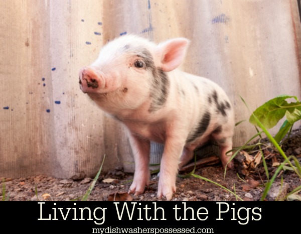 Living with the Pigs